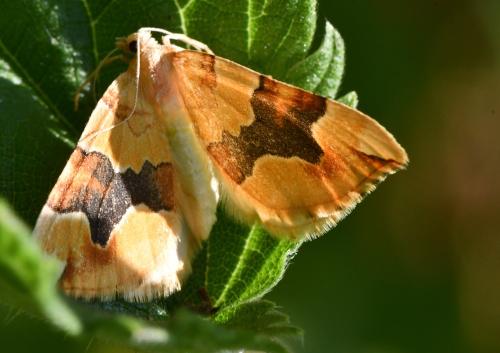 Cidaria fulvata